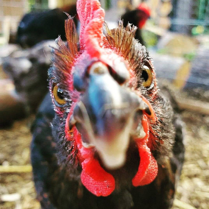 Juvenile & Adult Poultry