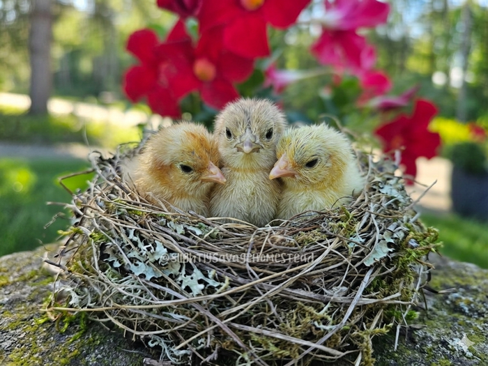 Day-Old Chicks