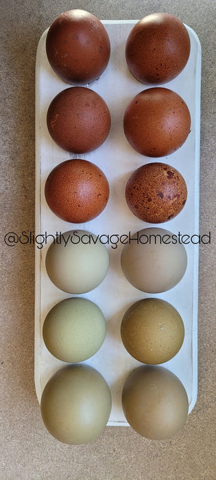 Rainbow Egger - Hatching Eggs