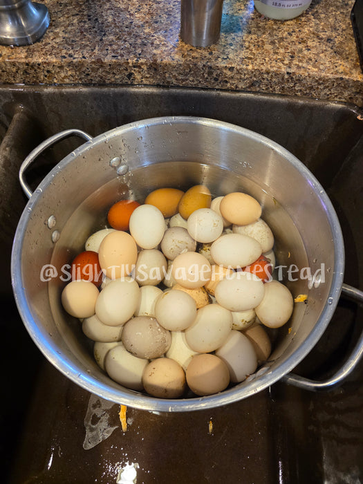 American Bresse Live Chicks: The "King of Meat Birds"