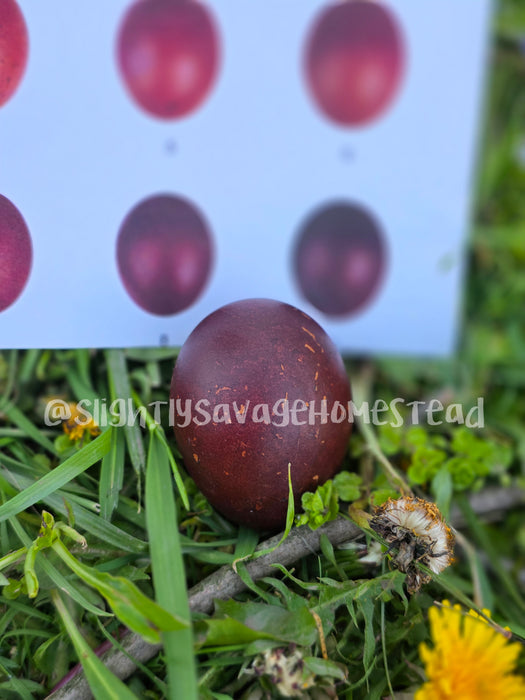 Black Copper Maran - Hatching Eggs