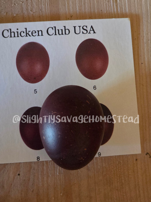Black Copper Marans - Chicks