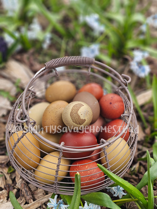 Rainbow Egger - Hatching Eggs