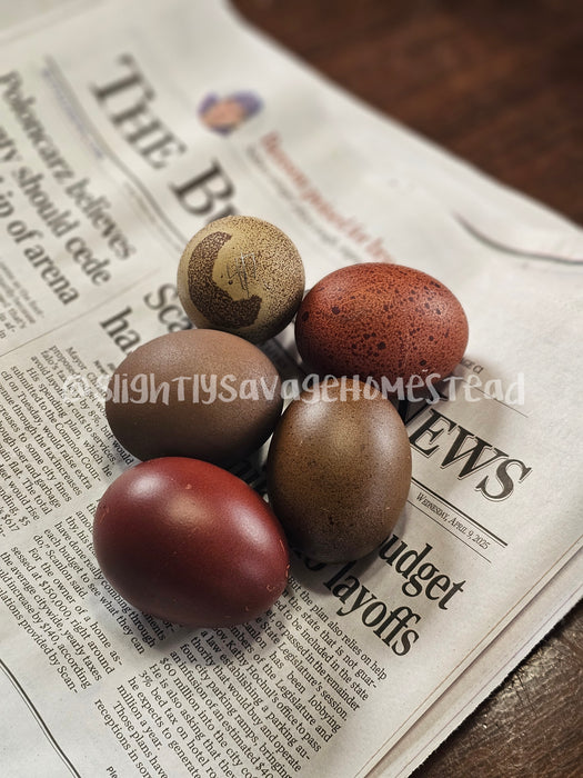 Olive Egger - Hatching Eggs