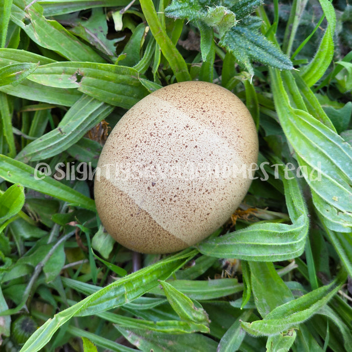 Olive Egger - Chicks