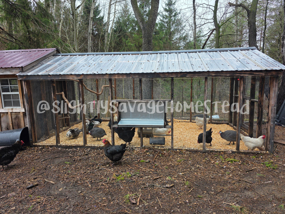 Meat Maker Mutts – Hatching Eggs🍗🐔❤️