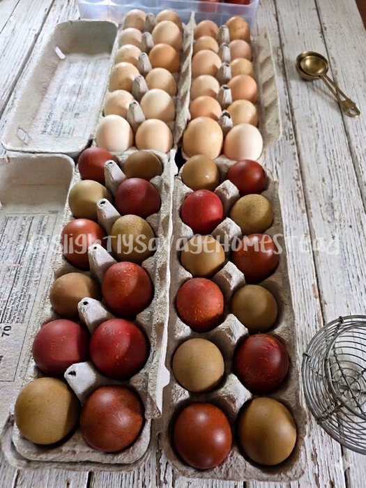 Black Copper Marans - Chicks
