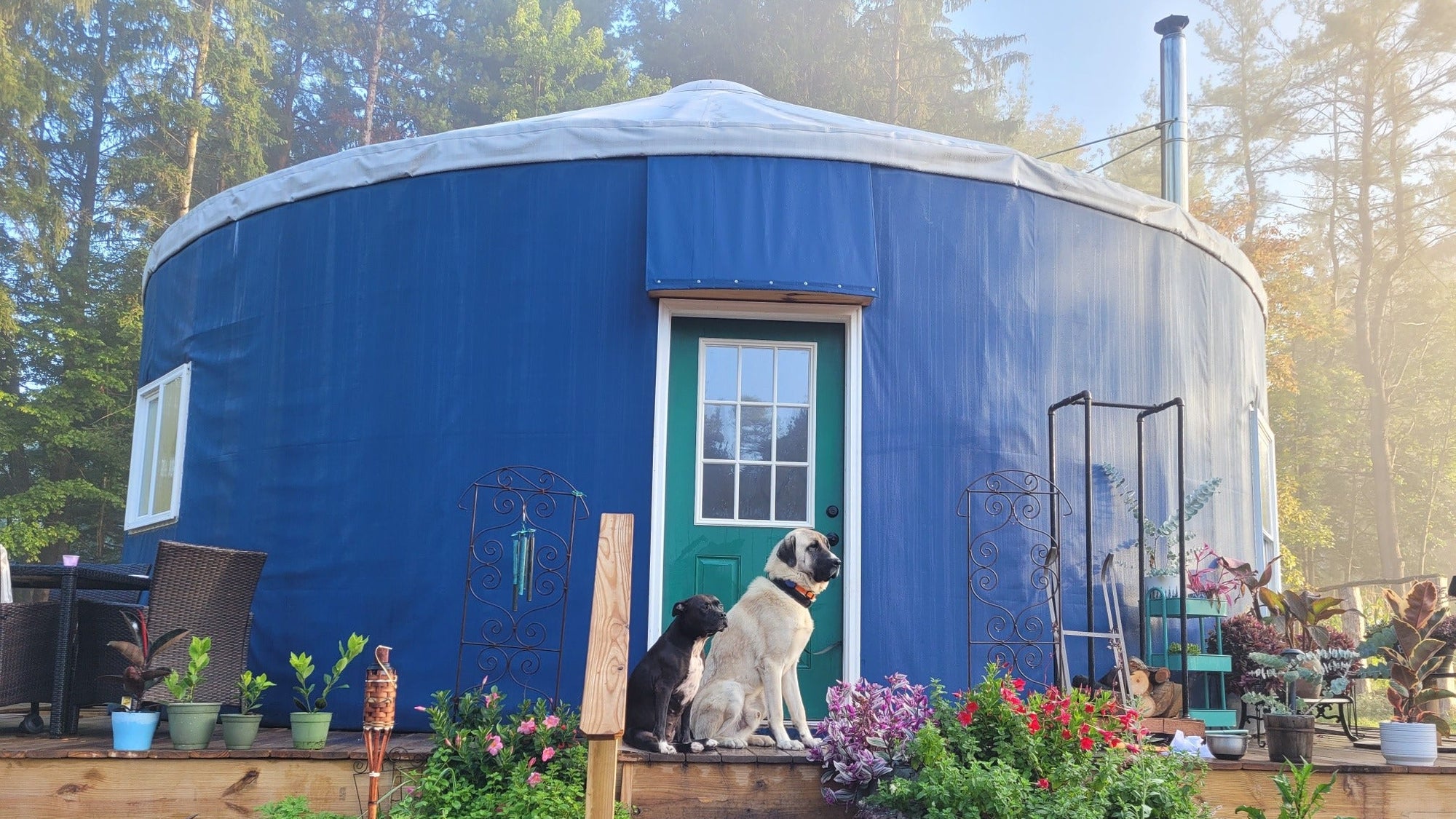 Blue yurt with a dog on the steps surrounded by plants and a bicycle